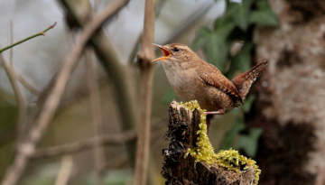 Initiation aux chants d’oiseaux forestiers